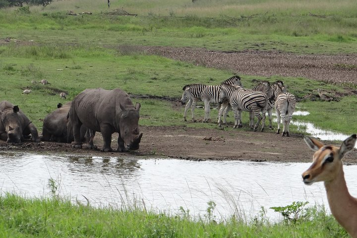 Durban mini Safari